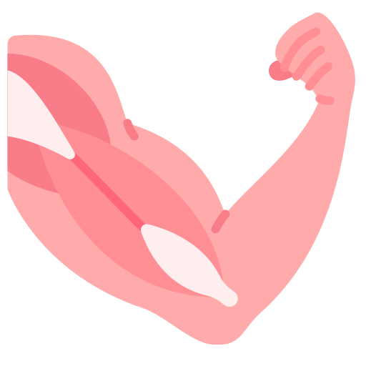 arm muscle anatomy